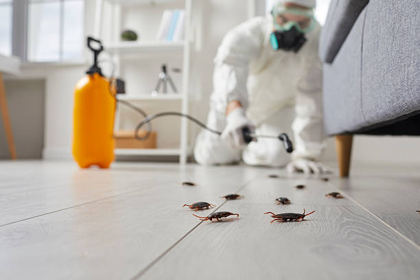 Post-Treatment Bed Bug Interceptor Monitoring in Roselawn